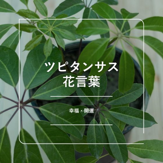 ツピタンサス花言葉