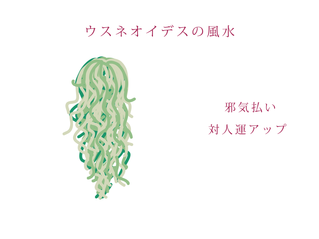 ウスネオイデスの風水