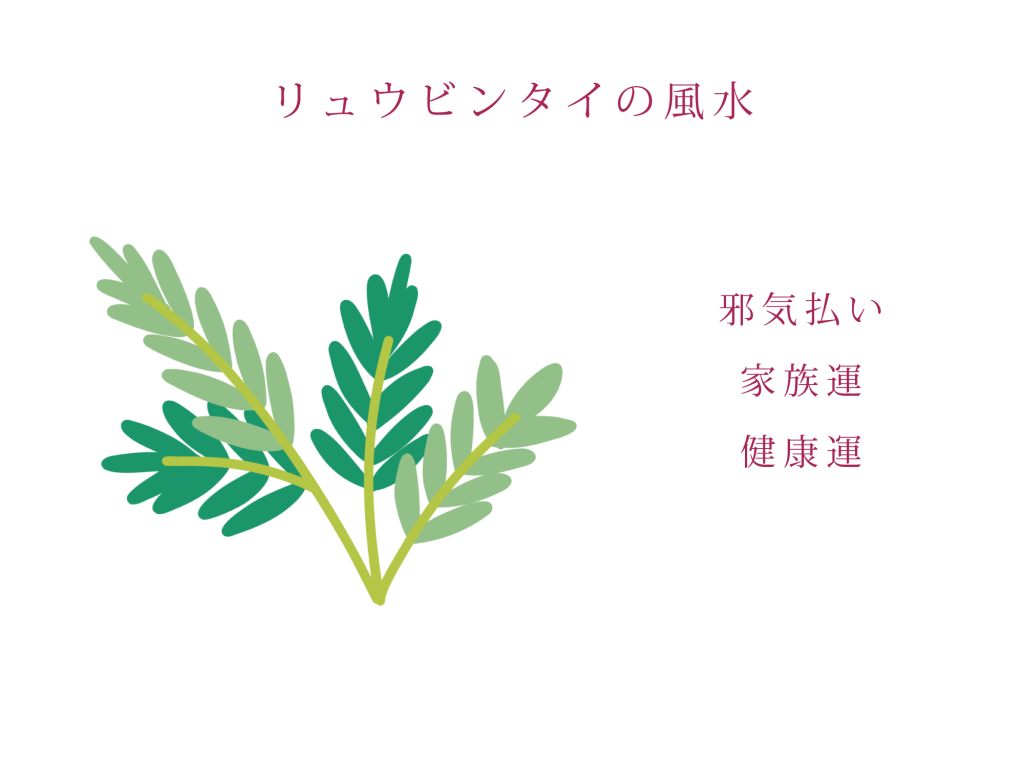 リュウビンタイの風水