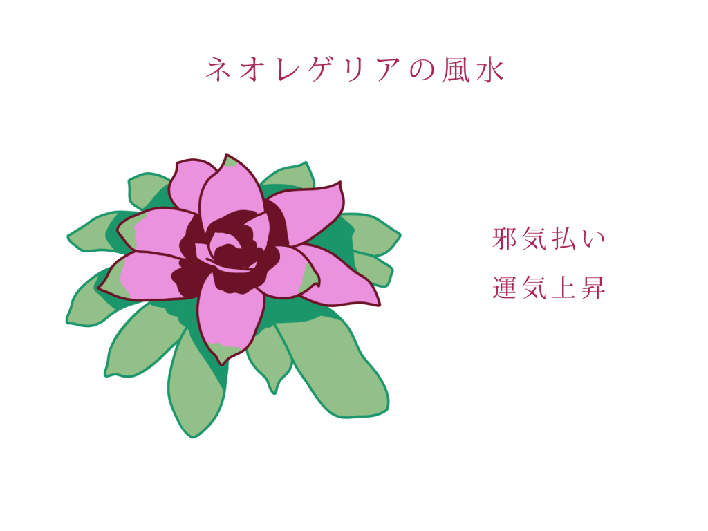 ネオレゲリアの風水