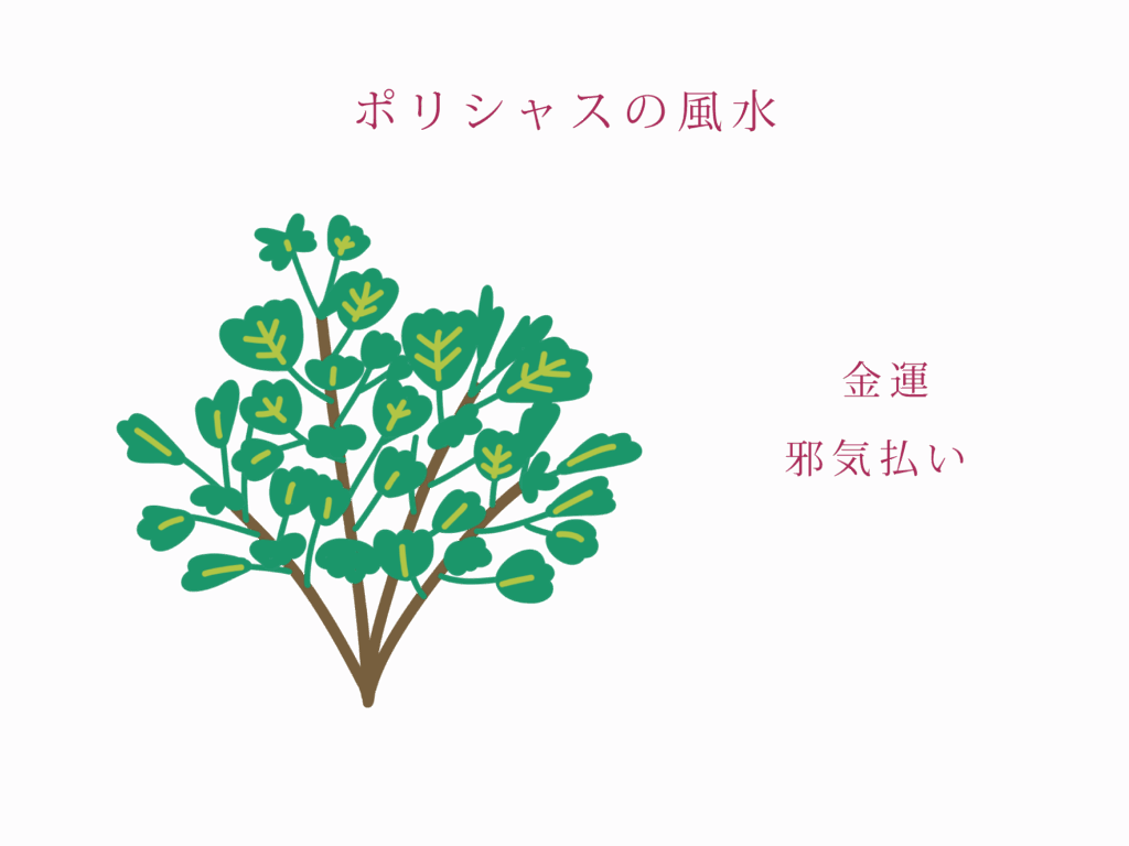 ポリシャスの風水