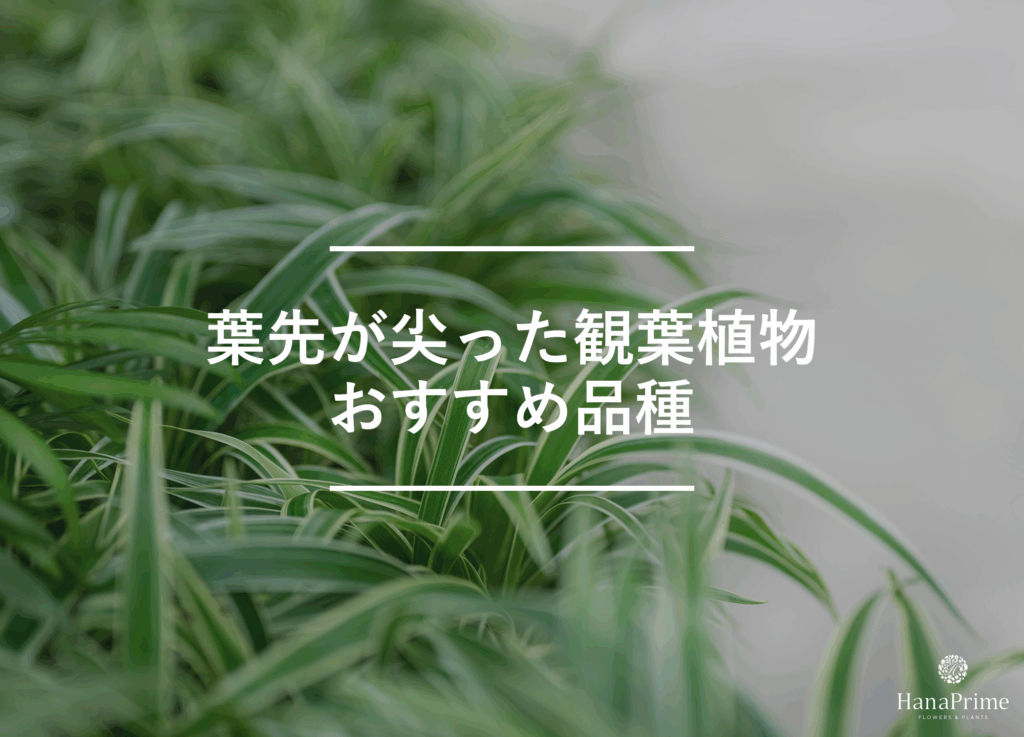 葉先が尖った観葉植物のおすすめ品種