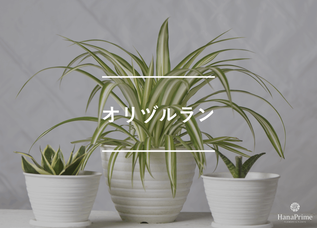 オリヅルラン