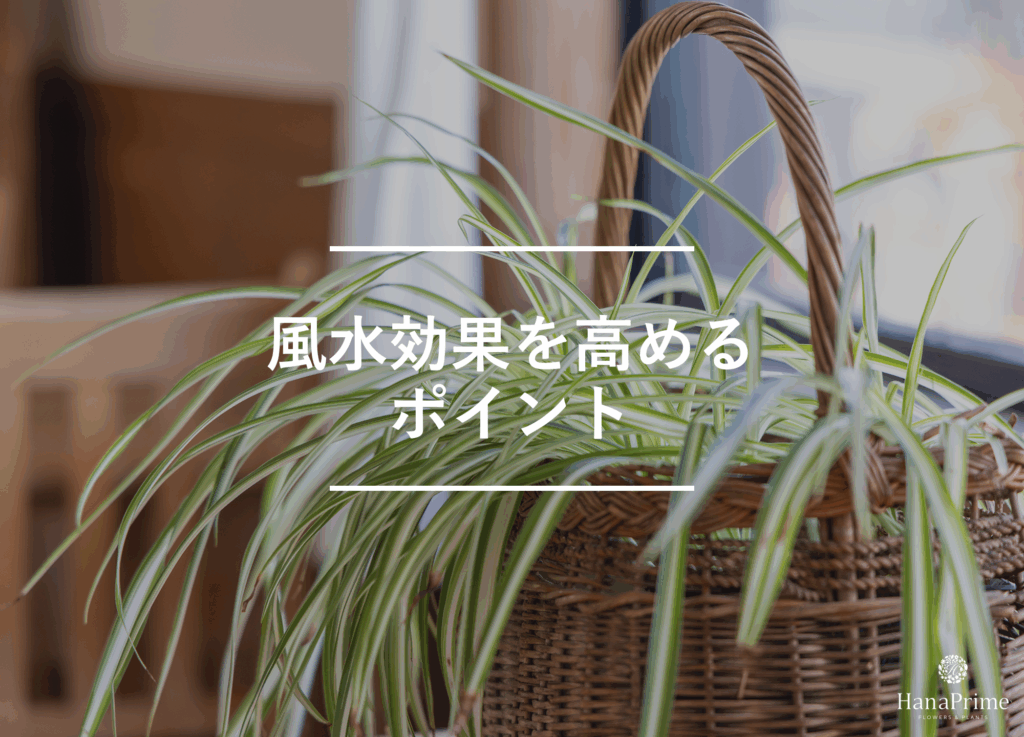 観葉植物の風水効果を高めるポイント