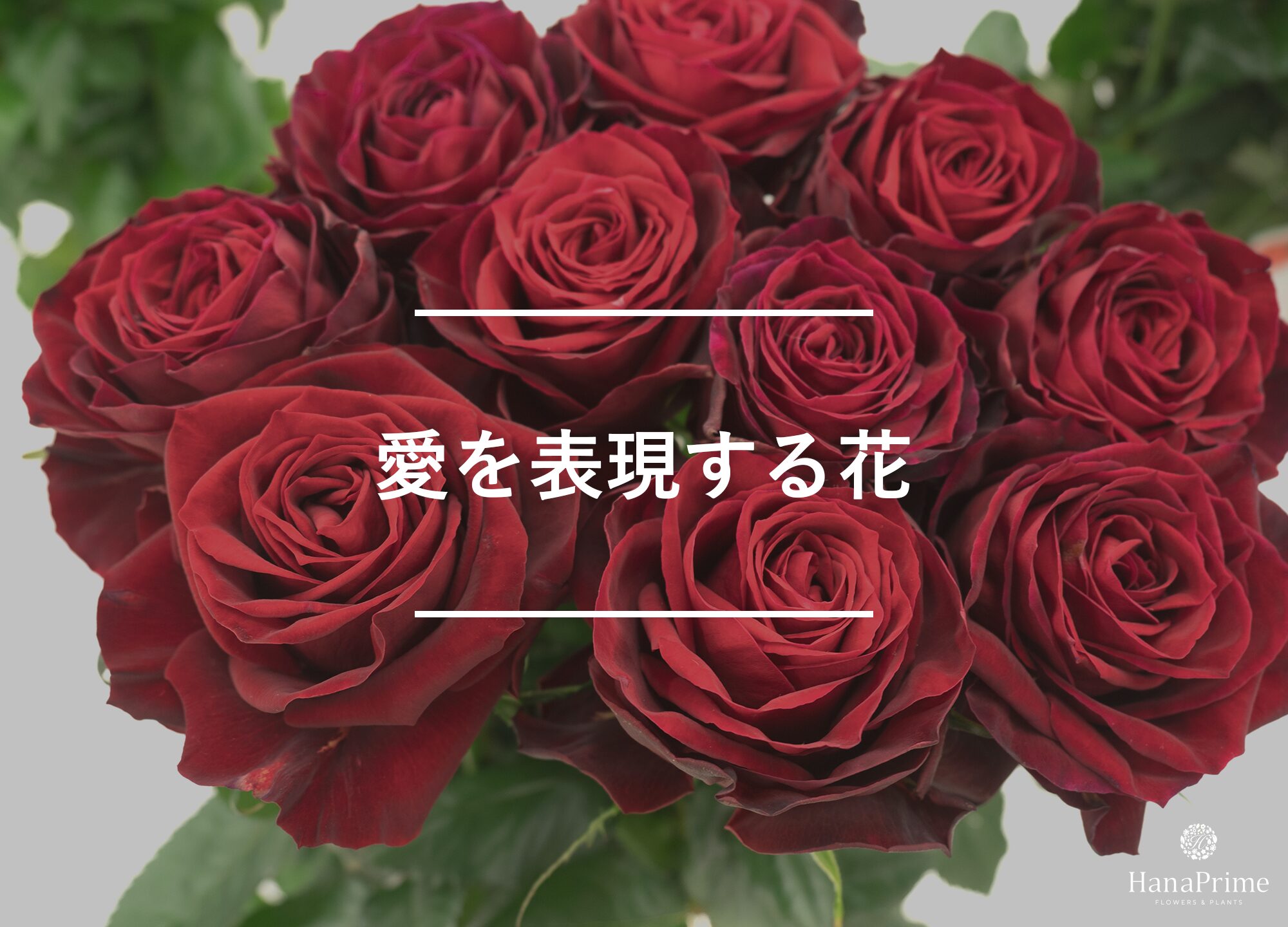「831」で愛を表現するおすすめの花