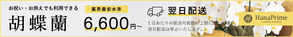胡蝶蘭の通販