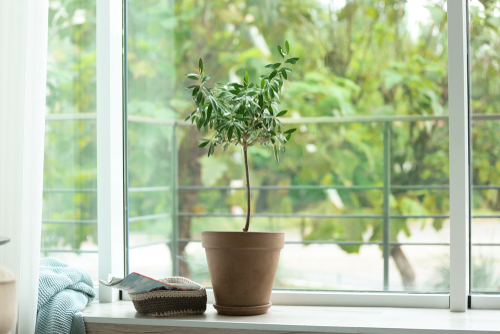 インテリア植物なら窓際にオリーブの木