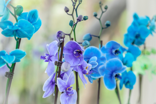 青や紫など色の珍しい胡蝶蘭