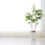 観葉植物は風水効果がある