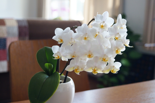 ミディ胡蝶蘭はコンパクトで飾りやすい