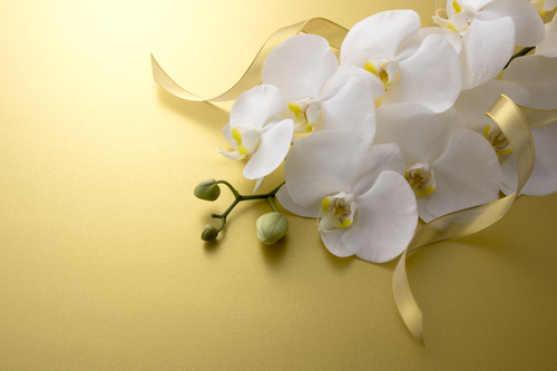 お誕生日のお祝いとして胡蝶蘭を贈るのはどうですか Hanaprimeマガジン
