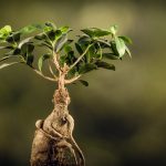 育てやすい観葉植物として人気のガジュマルをご紹介