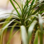 運気アップに人気の観葉植物ドラセナについて
