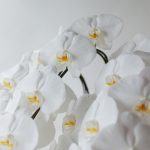 お祝いの贈り物に人気の3本立ちの胡蝶蘭について