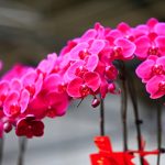 お祝いや記念日に女性にお花を贈るならミディ胡蝶蘭が最適