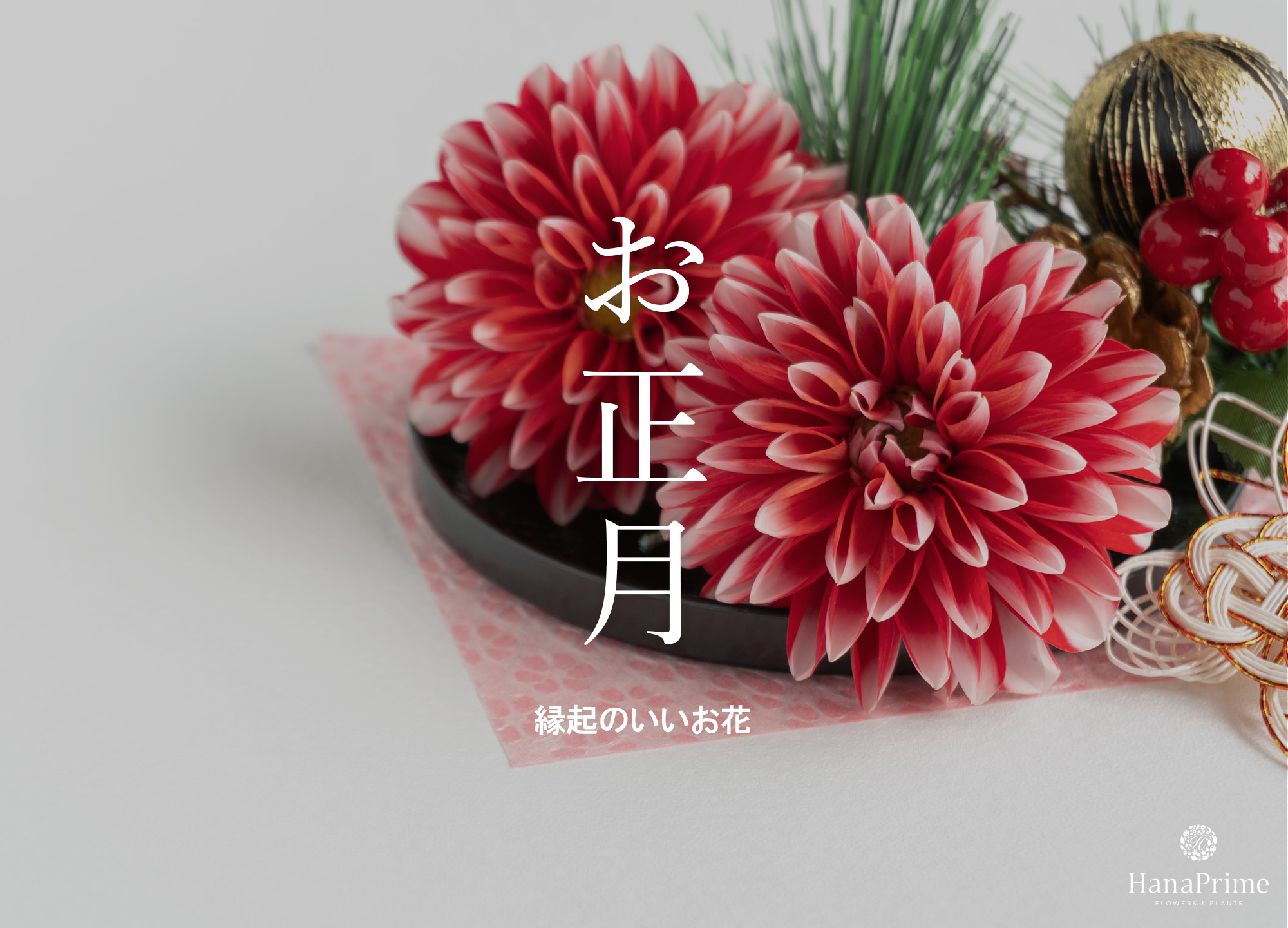 正月に飾る縁起のいい花と植物｜シンビジウムや赤い花で迎える新年