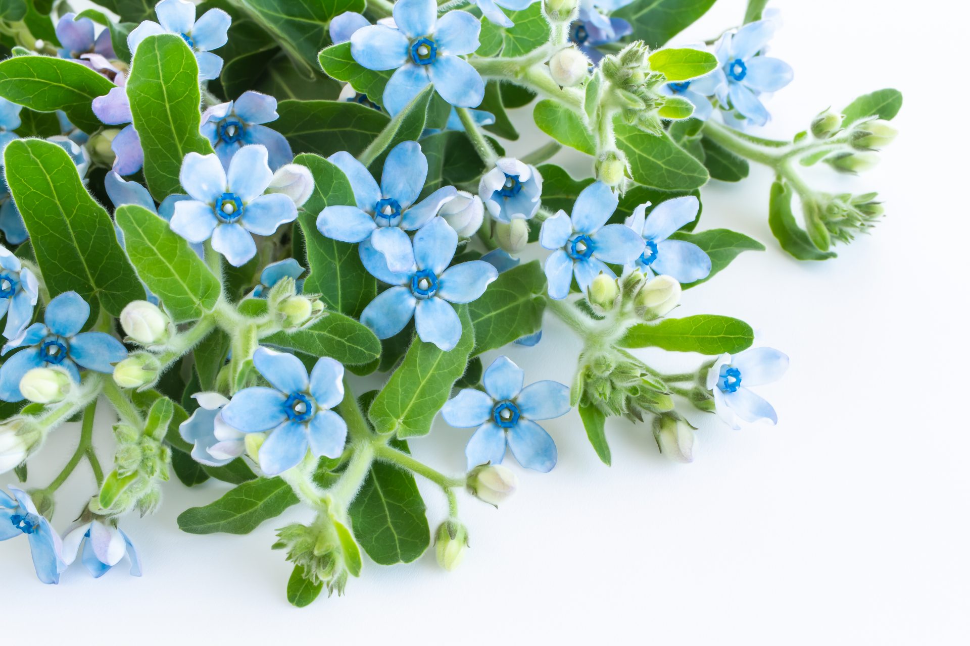星の花 ブルースター の花言葉は 透明感のある美しい青色が特徴の花 Hanaprimeマガジン