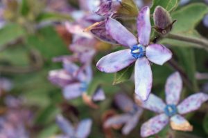 星の花 ブルースター の花言葉は 透明感のある美しい青色が特徴の花 Hanaprimeマガジン