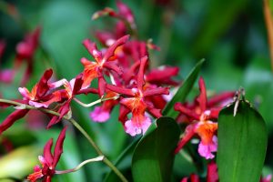 オンシジューム は花持ちがよく切り花で人気 ギフトが華やかに Hanaprimeマガジン