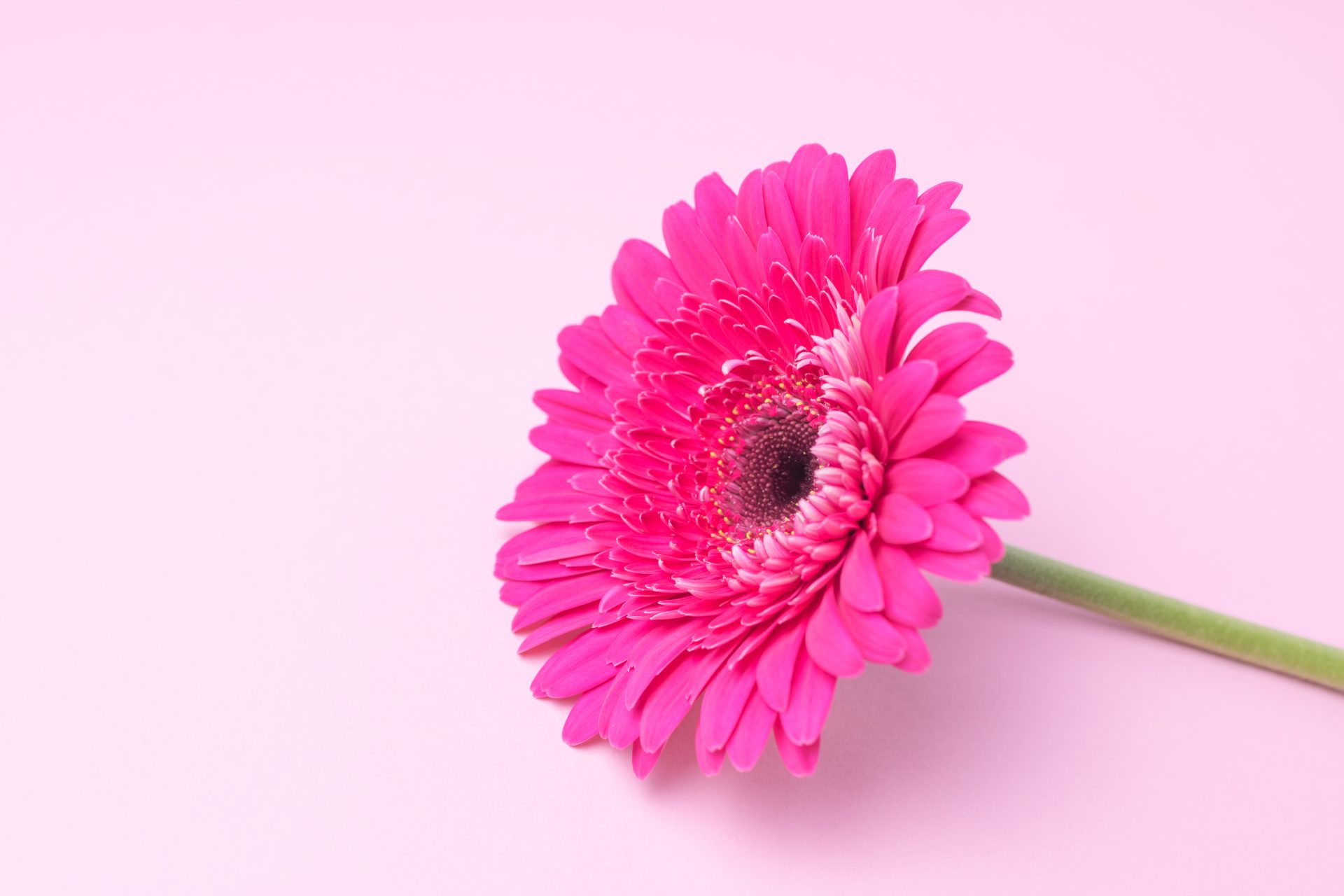ガーベラ は花持ちが良く アレンジメントで人気の親しみやすい花 Hanaprimeマガジン