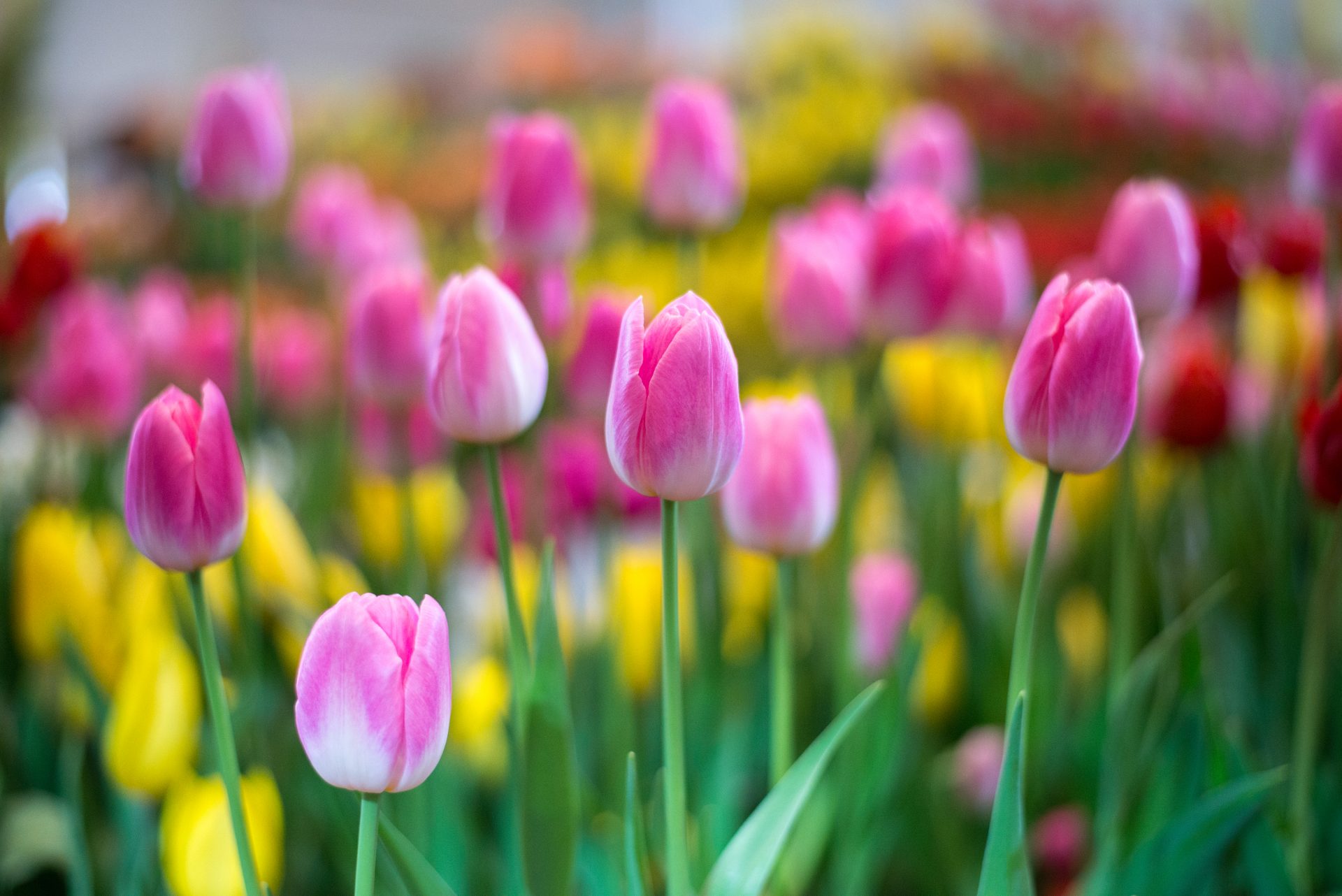 春を彩る球根花の代表 チューリップ は多彩な品種で人気 Hanaprimeマガジン