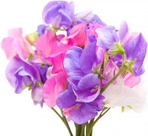 入園 入学祝いにお花をプレゼントしよう おすすめのフラワーギフトは Hanaprimeマガジン