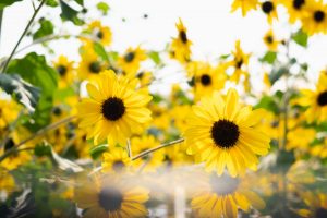 鮮やかなイエローの花色が印象的 夏花の定番 ひまわり を詳しく紹介 Hanaprimeマガジン