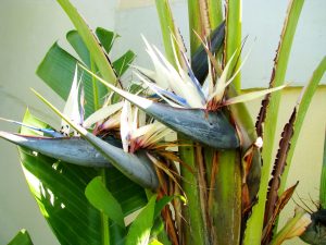南国ムード満点の観葉植物 オーガスタ の特徴や管理方法を紹介 Hanaprimeマガジン