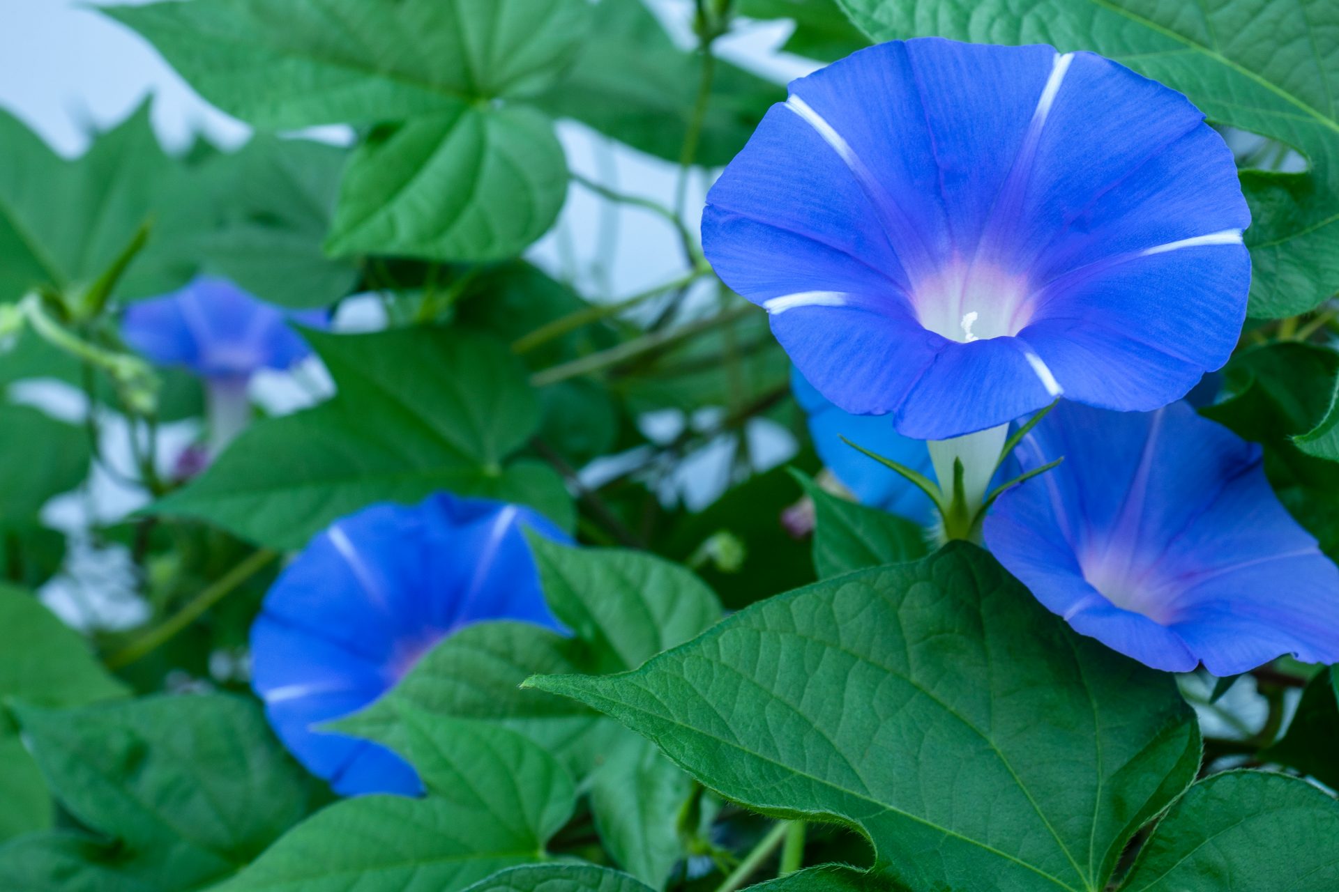 日本の夏を彩る「あさがお」の魅力！花言葉・代表品種・豆知識を紹介