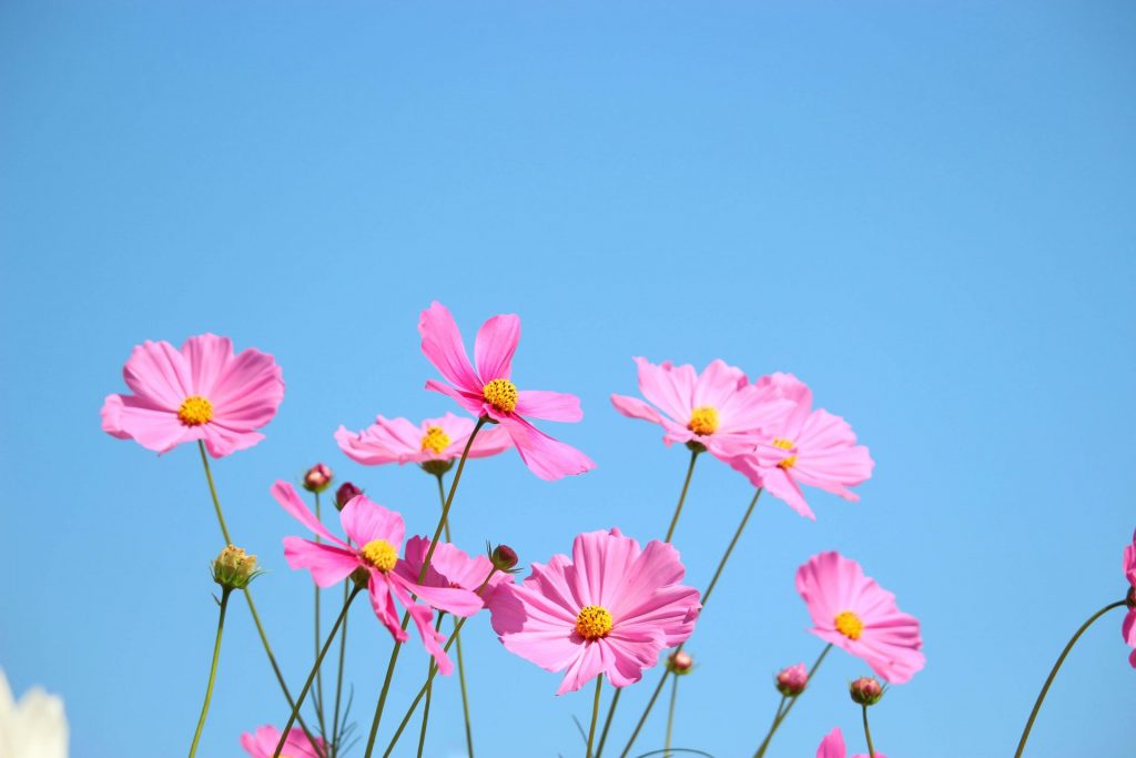 ①「コスモス」は秋を代表する桜に似た花