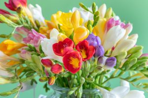 春に流通する切り花の種類は多彩 おすすめの品種8つを紹介 Hanaprimeマガジン