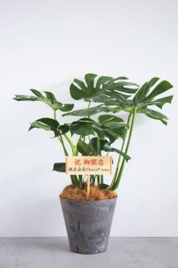 インテリア性の高いモンステラ