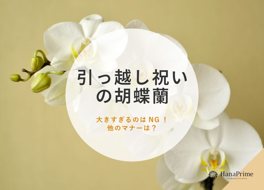 引っ越し祝いの定番は胡蝶蘭？相場はいくら？