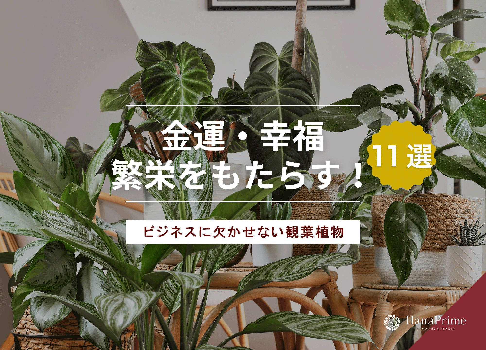 金運アップの風水効果がある観葉植物11選｜商売繁盛の木はどれがおすすめ？