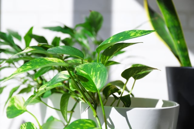 商売繁盛には観葉植物をうまく取り入れて運気を上げよう