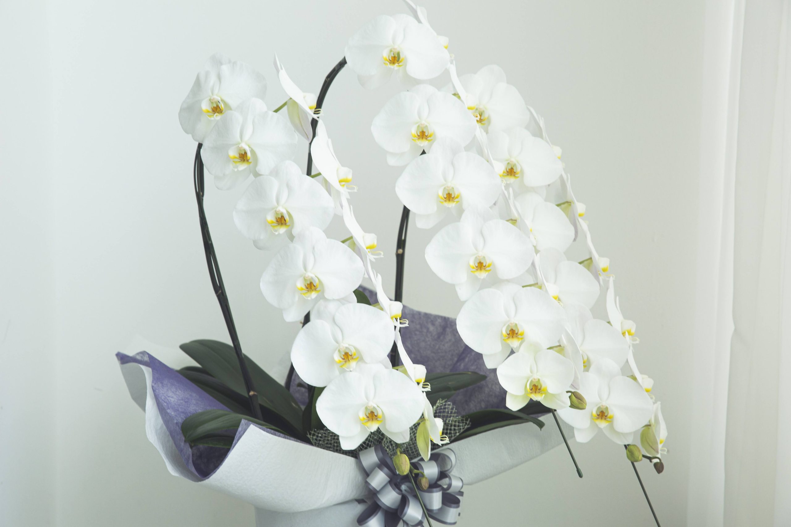 葬儀で贈る供花に胡蝶蘭がふさわしい5つの理由