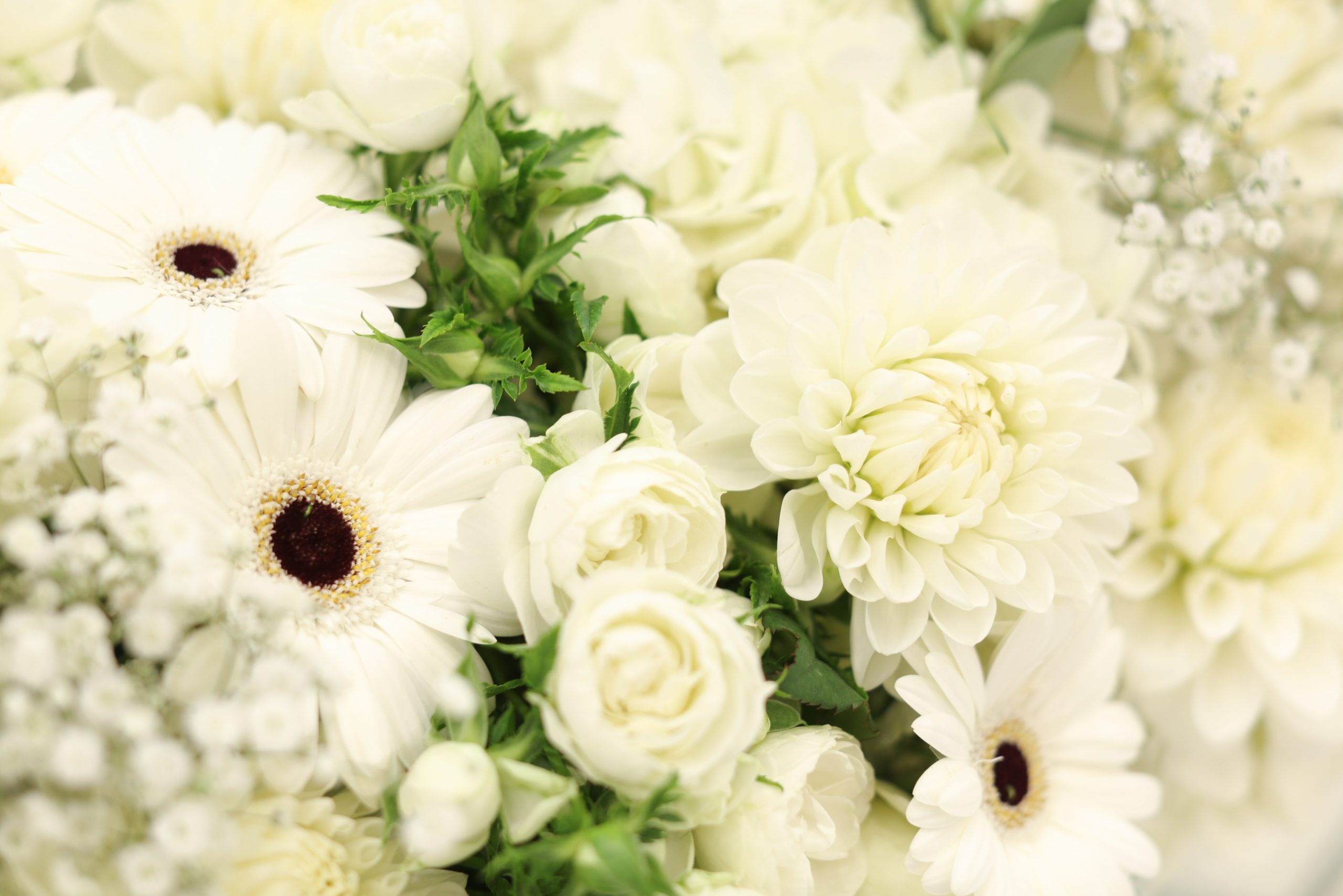 喪中見舞いに贈るお供えの花の選び方
