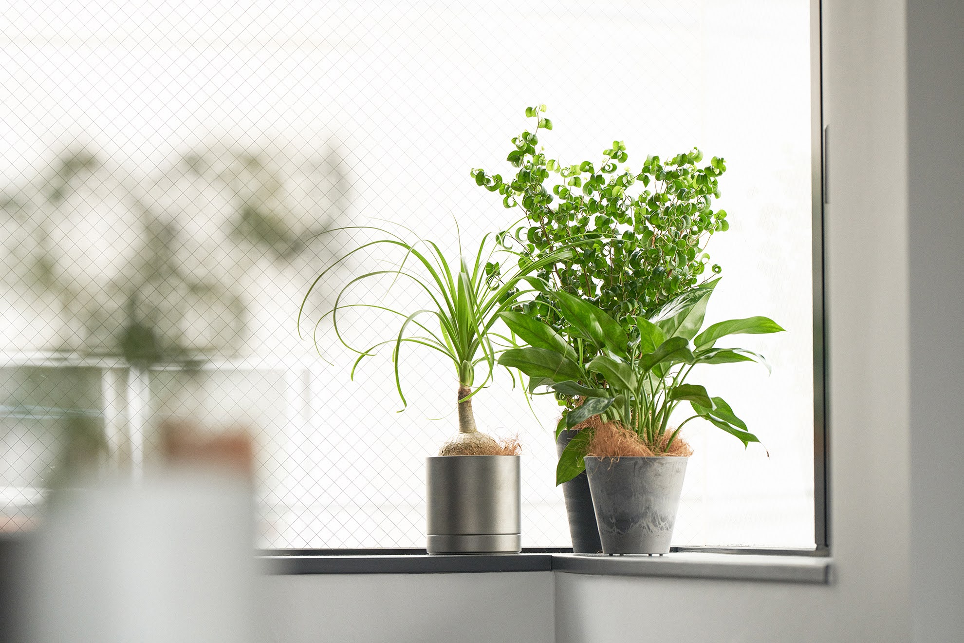 観葉植物による3つの空気洗浄効果