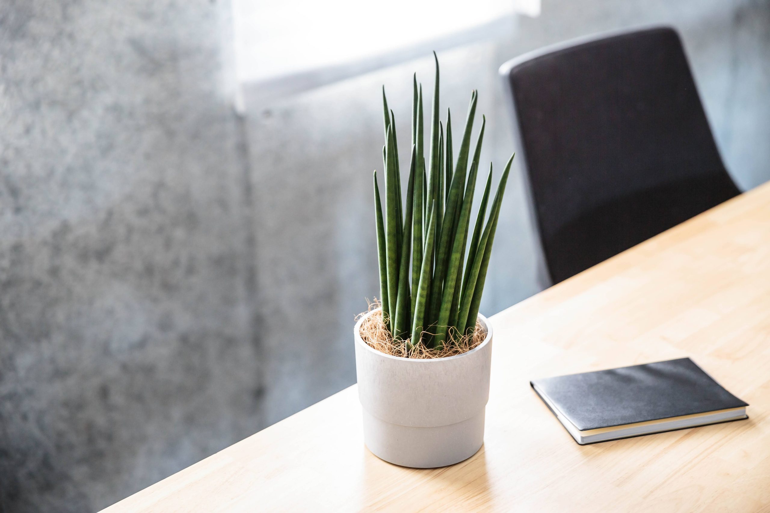 観葉植物はオフィスの生産性アップにも役立つ