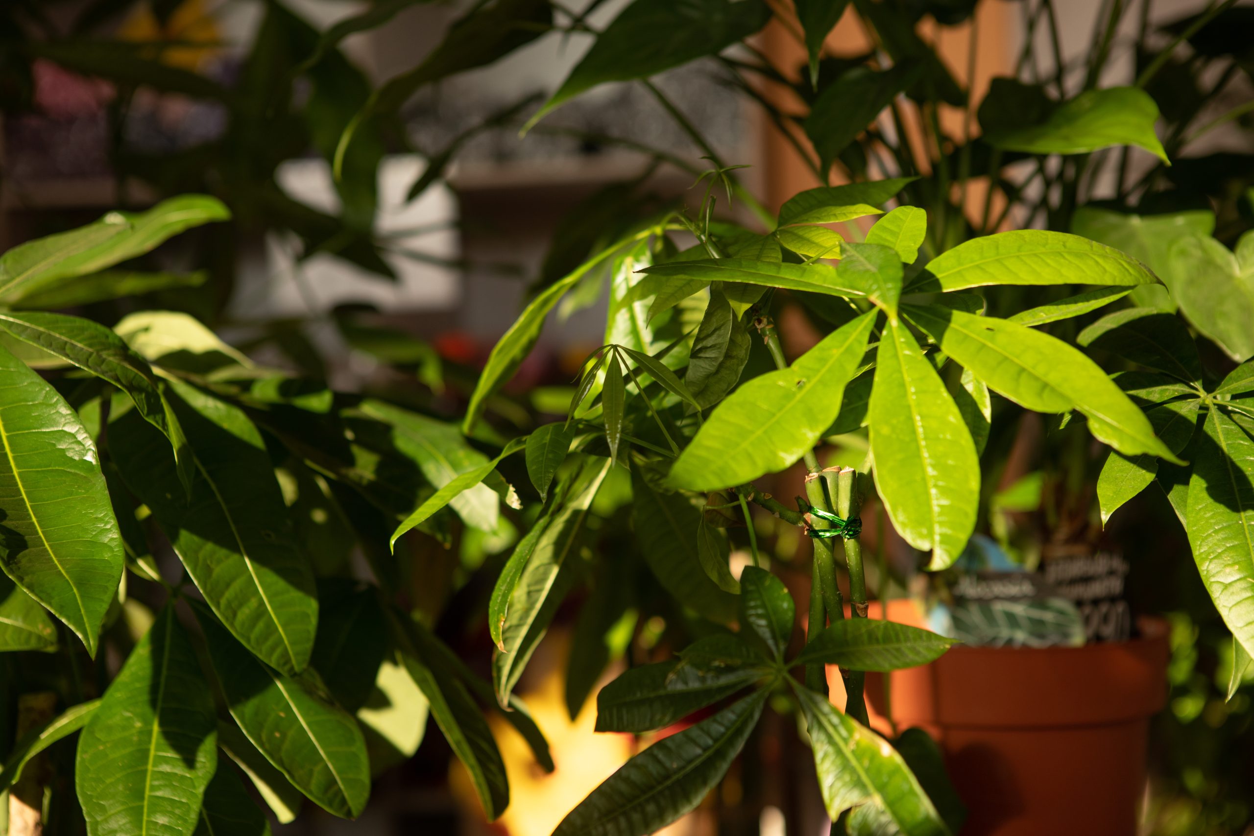 オフィス緑化におすすめの植物の選び方