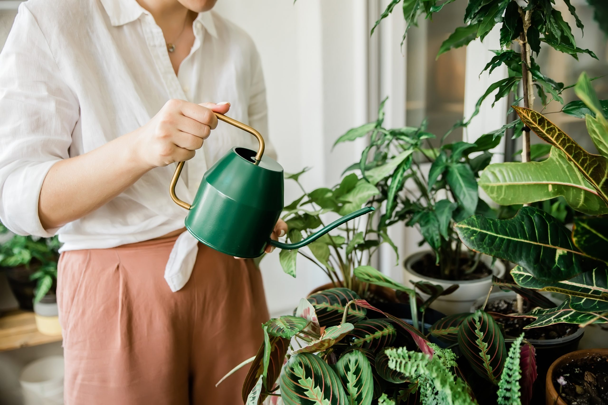 観葉植物を経費で買えないケース