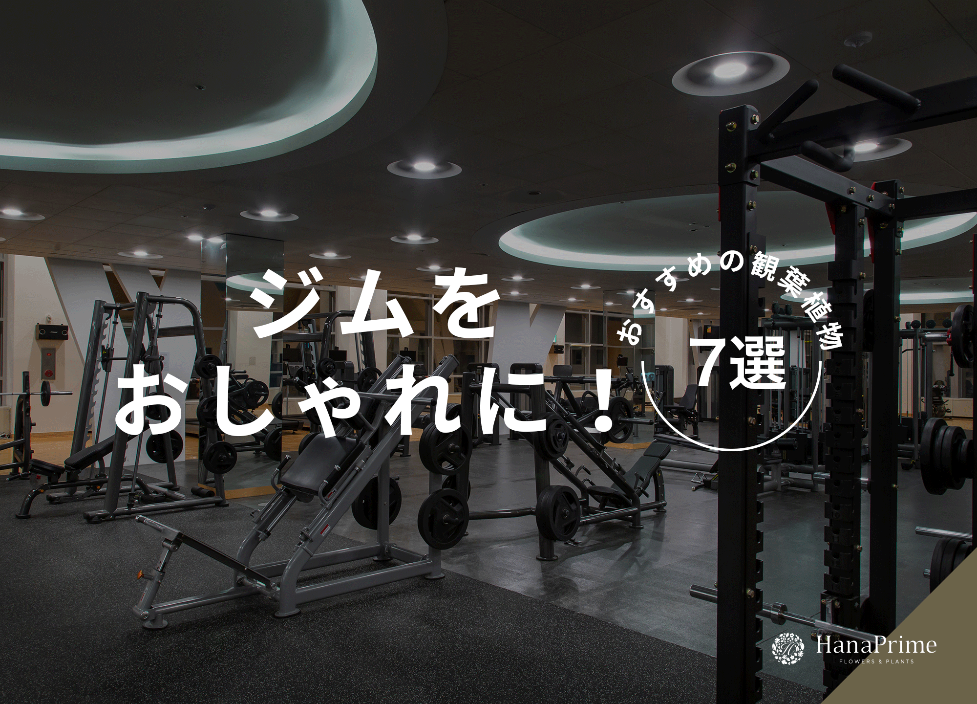 ジムに飾るおすすめの観葉植物7選│選び方と管理のコツを解説