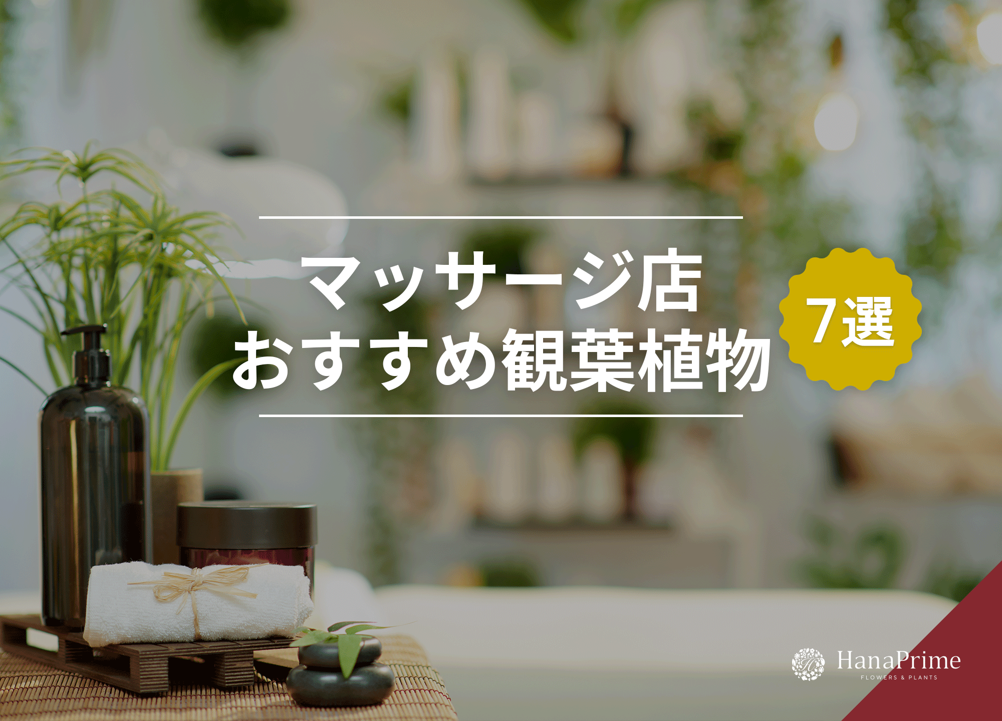 マッサージ店に置くおすすめの観葉植物7選