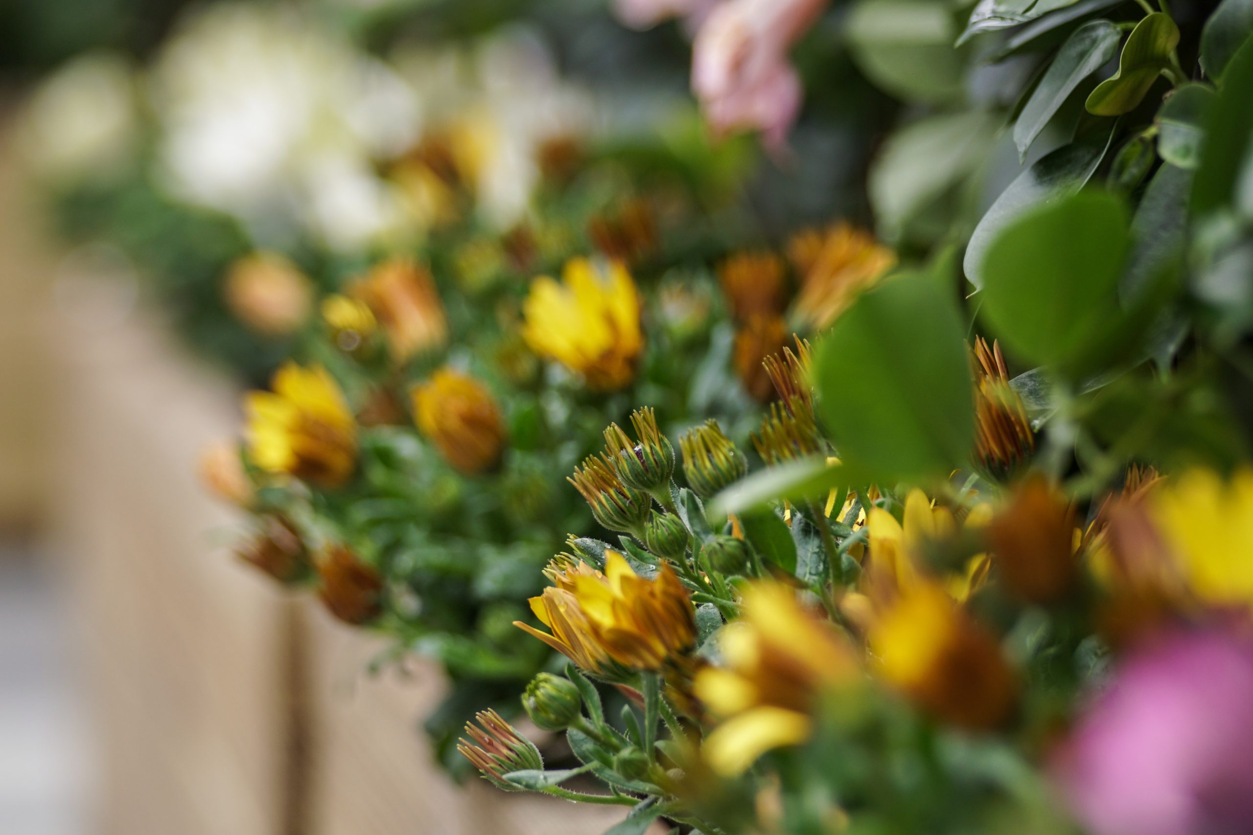 アレルギーを引き起こしにくい植物を選ぶ