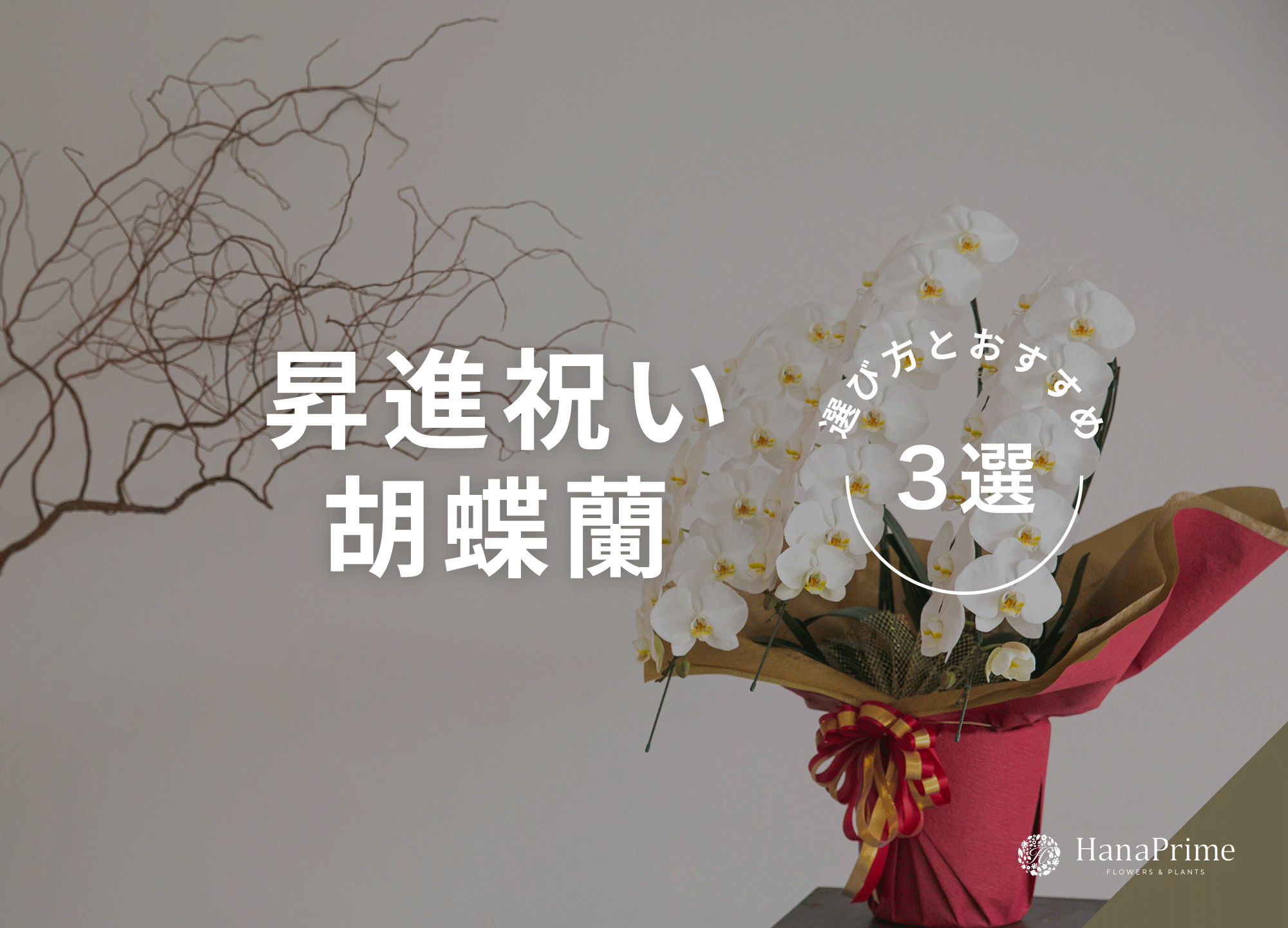 昇進祝いにふさわしい胡蝶蘭3選