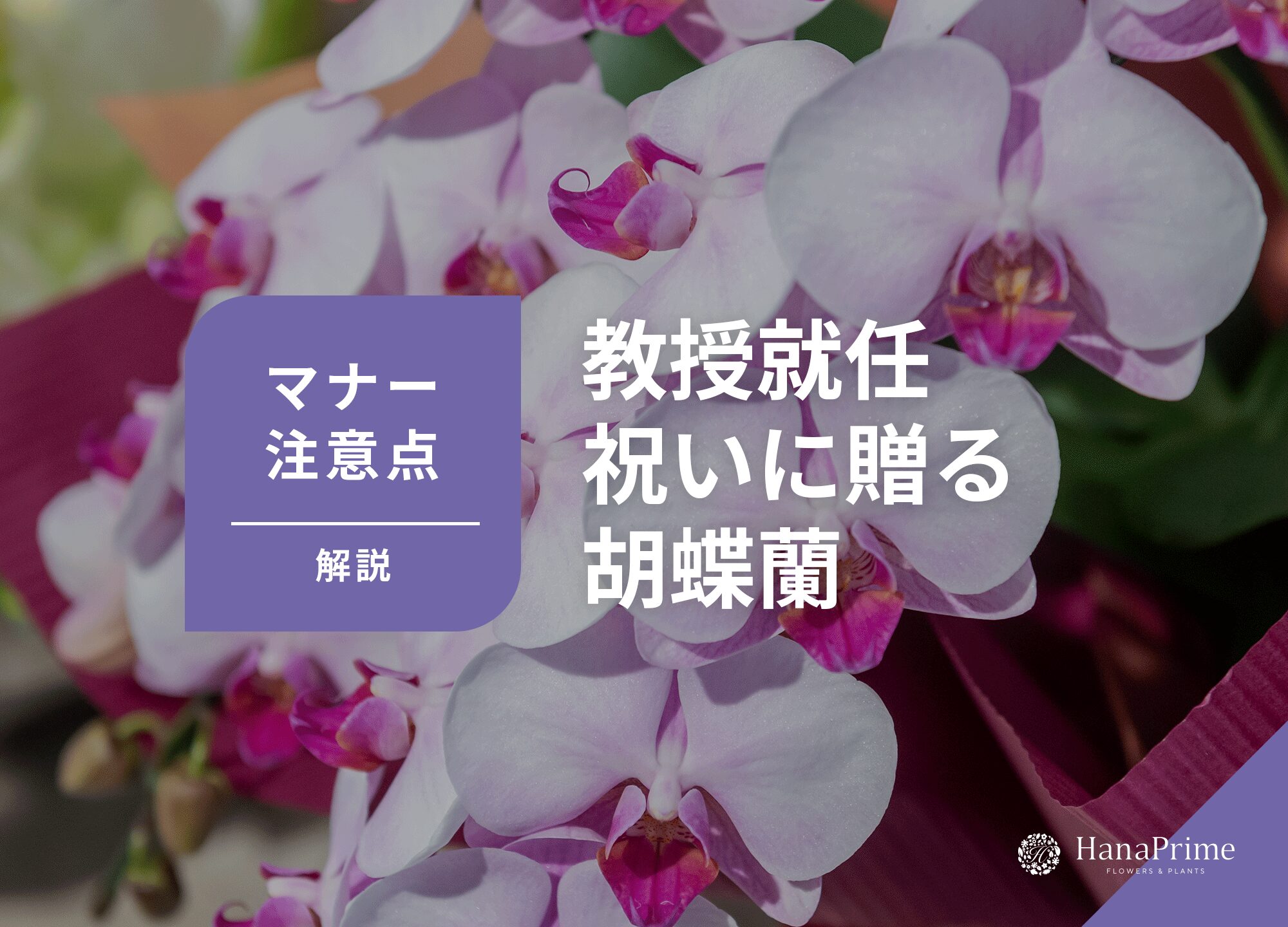 教授就任祝いに贈る胡蝶蘭｜マナーと注意点も解説