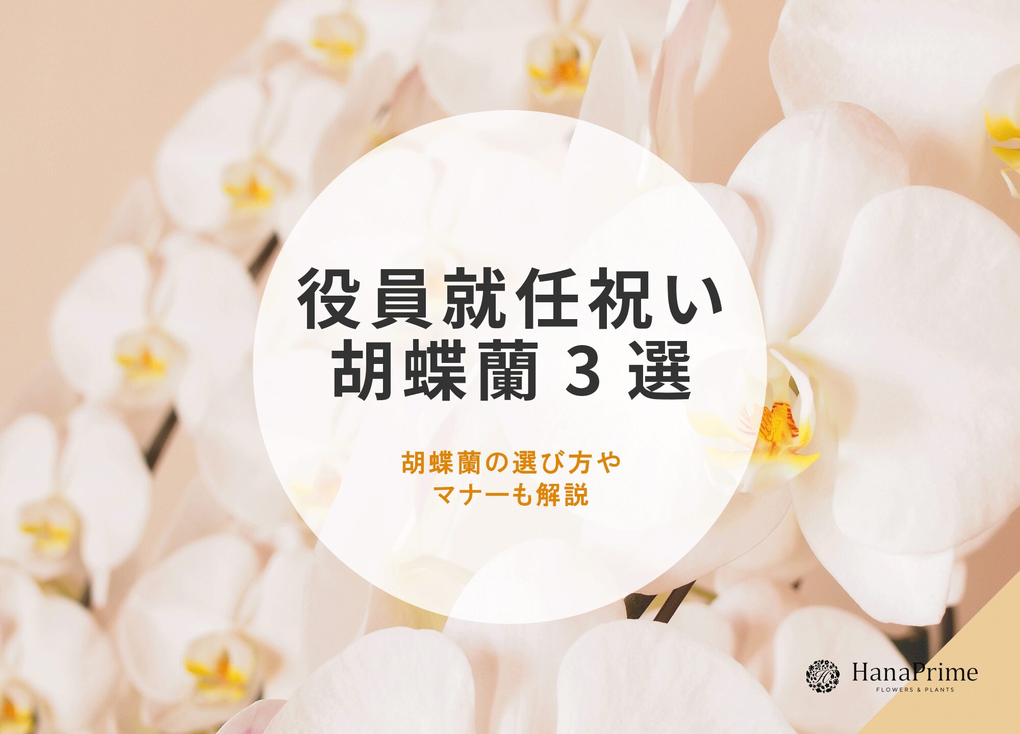 役員就任祝いにおすすめの胡蝶蘭3選