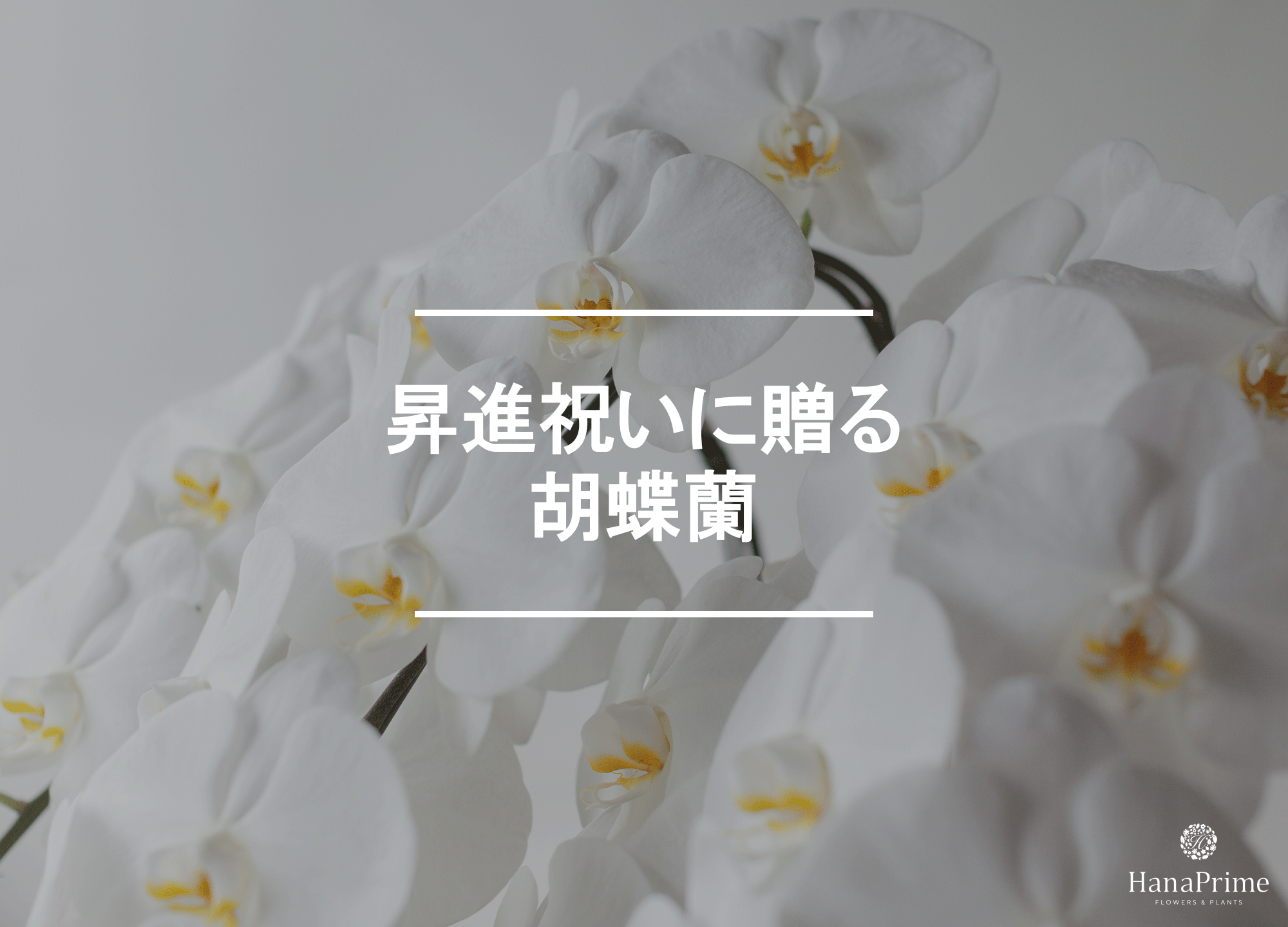 昇進祝いに贈る胡蝶蘭の立て札の書き方