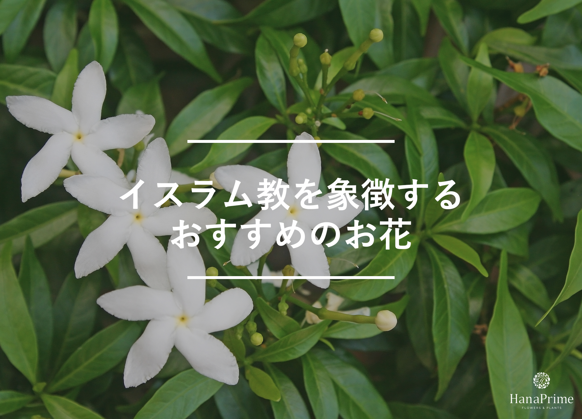 イスラム教の文化を象徴するおすすめのお花