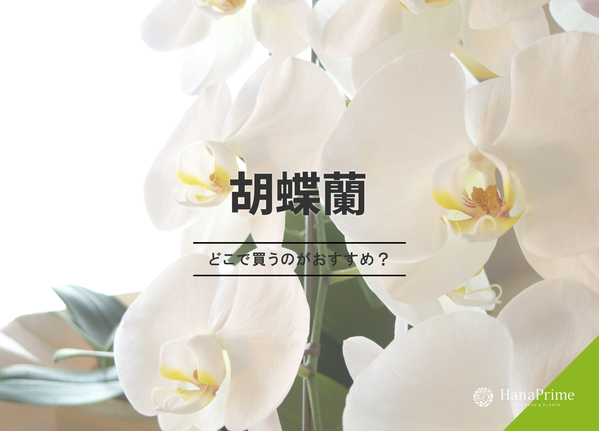 胡蝶蘭はどこで買うのがおすすめ？